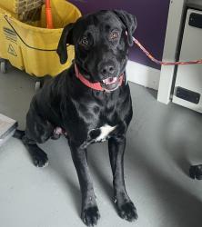Shelter Stray Male Dog last seen Near S 8950 W, Magna Township, UT, 84044, Taylorsville, UT 84123