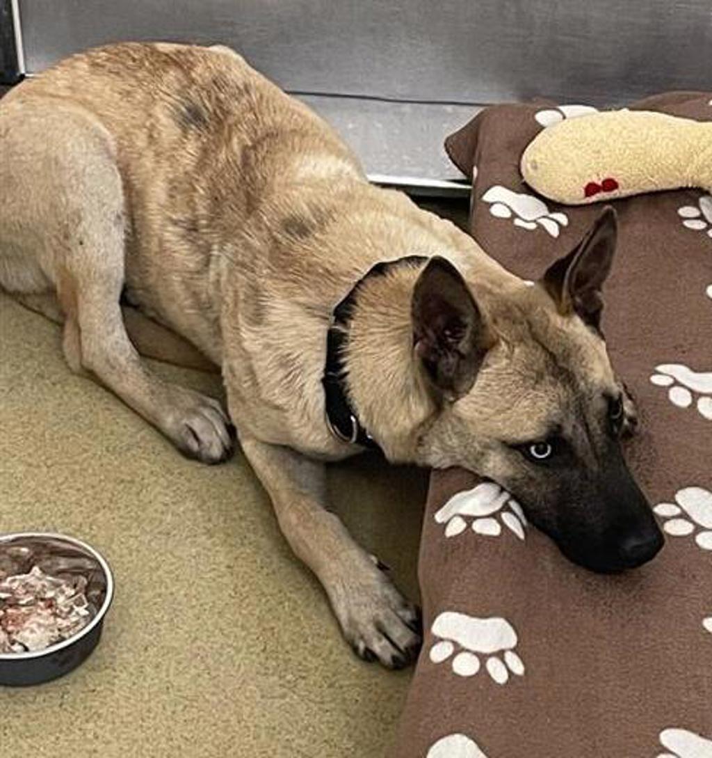 Shelter Stray Male Dog last seen Near S Resort Drive, Rincon, CA, 92082, Escondido, CA 92027