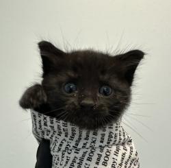 Shelter Stray Male Cat last seen Near Norwich Street, San Diego, CA, 92117, San Diego, CA 92110