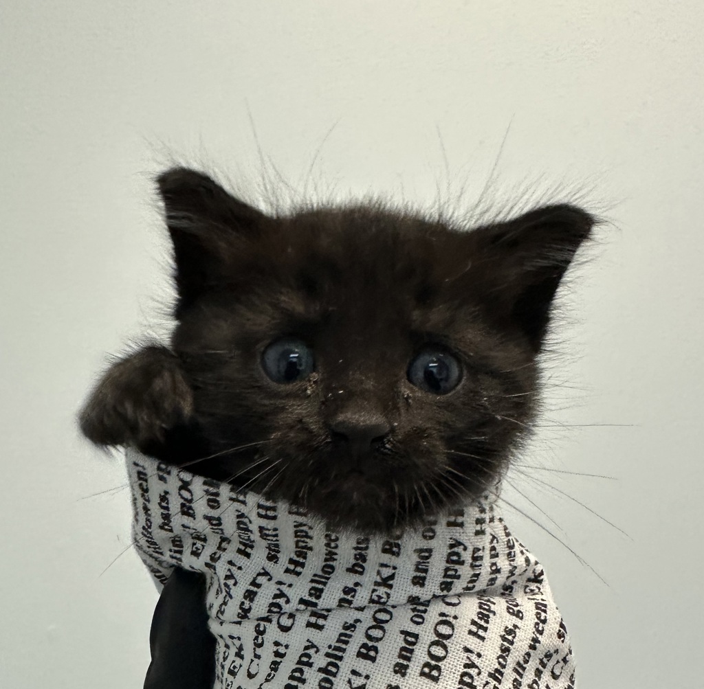Shelter Stray Male Cat last seen Near Norwich Street, San Diego, CA, 92117, San Diego, CA 92110