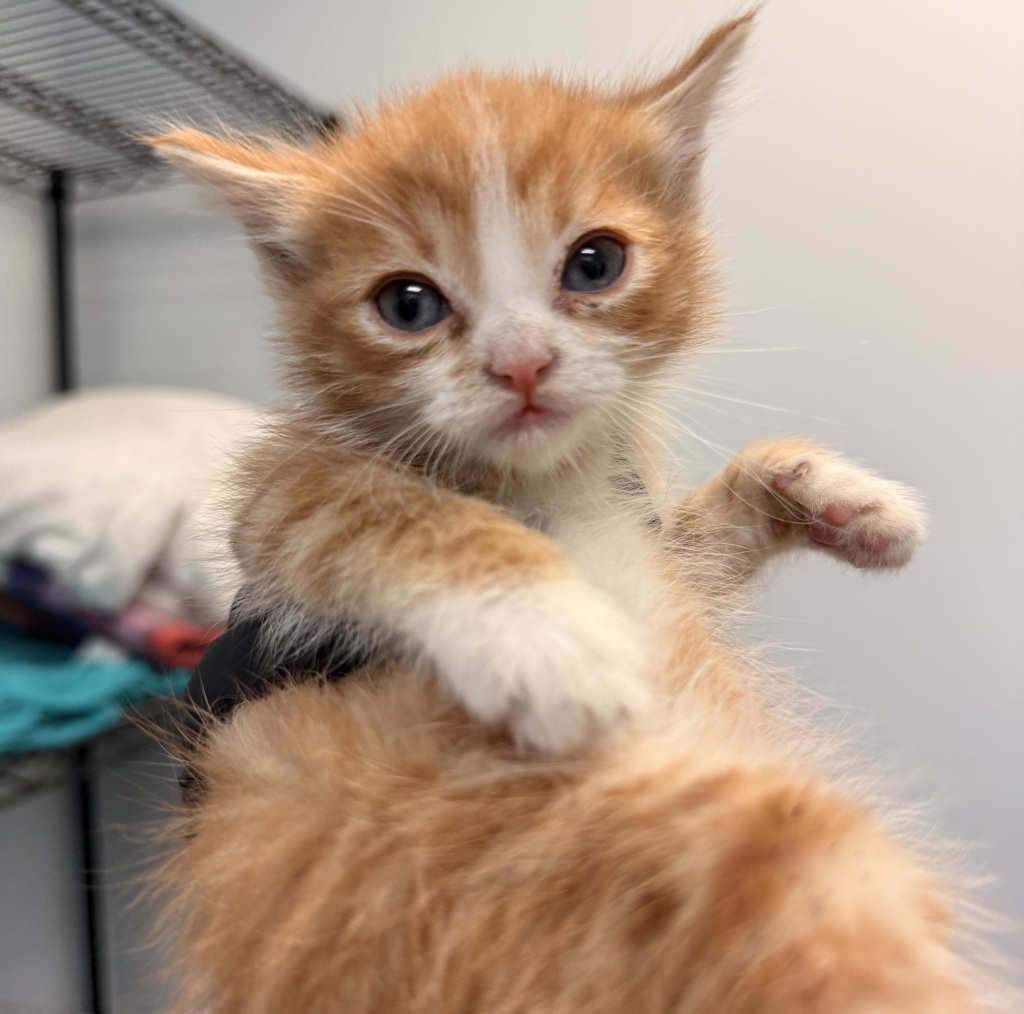 Shelter Stray Female Cat last seen Near Dalby Cove, San Diego, CA, 92126, San Diego, CA 92110
