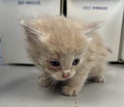 Shelter Stray Male Cat last seen Near S Redwood Road, SALT LAKE CITY, UT, 84104, Taylorsville, UT 84123