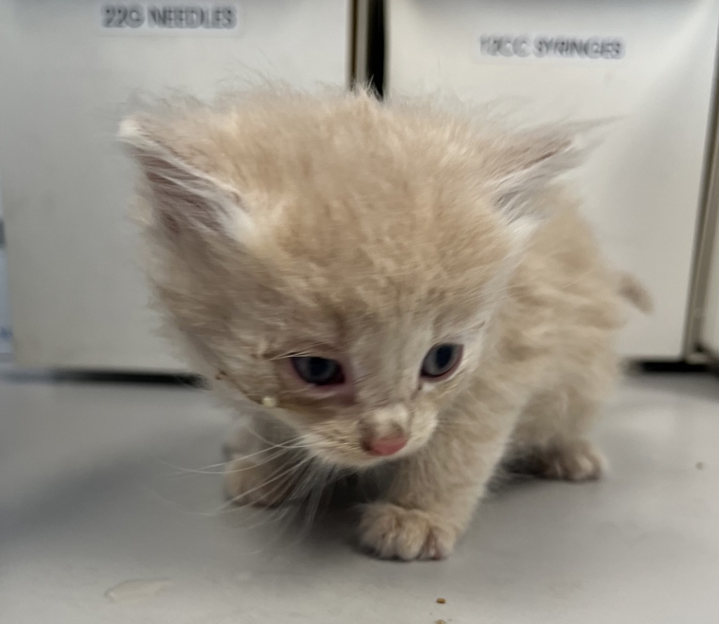 Shelter Stray Male Cat last seen Near S Redwood Road, SALT LAKE CITY, UT, 84104, Taylorsville, UT 84123