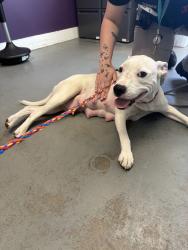 Shelter Stray Female Dog last seen Near S Main Street, SALT LAKE CITY, UT, 84111, 511 W 3900 S, Salt Lake City, UT 84123, USA