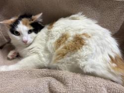 Shelter Stray Female Cat last seen Near Old Grove Road, Oceanside, CA, 92057, Oceanside, CA 92058