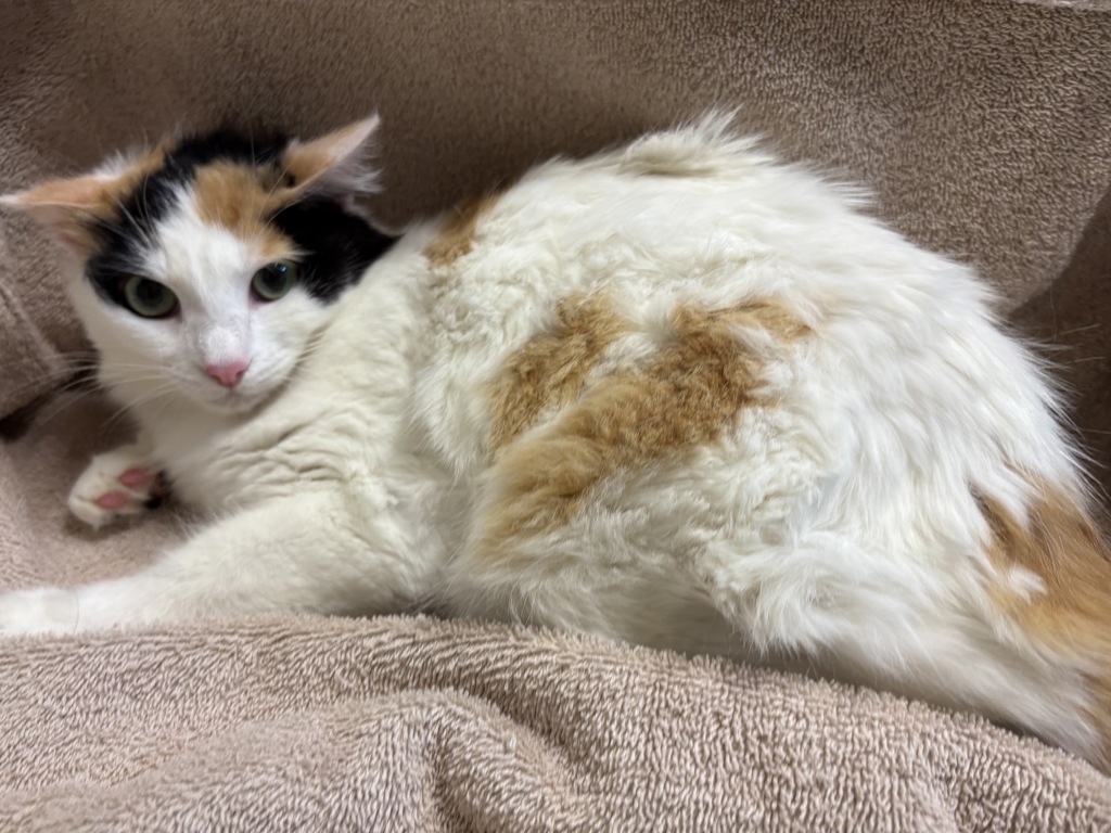 Shelter Stray Female Cat last seen Near Old Grove Road, Oceanside, CA, 92057, Oceanside, CA 92058
