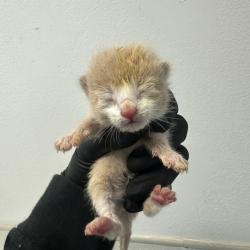 Shelter Stray Male Cat last seen Near Grove Avenue, Imperial Beach, CA, 91932, San Diego, CA 92110