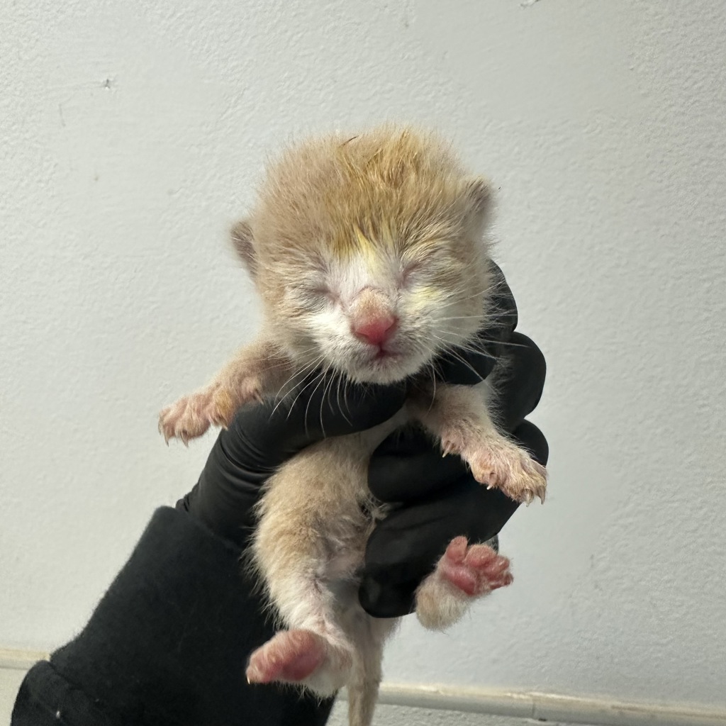 Shelter Stray Male Cat last seen Near Grove Avenue, Imperial Beach, CA, 91932, San Diego, CA 92110