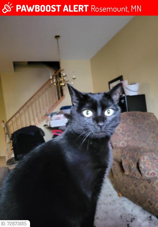 Lost Female Cat last seen Entrance to subdivision, Rosemount, MN 55068