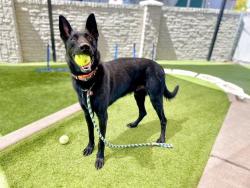 Shelter Stray Male Dog last seen Near N Colonel Road, SALT LAKE CITY, UT, 84116, Taylorsville, UT 84123