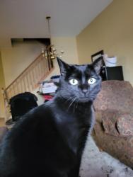 Lost Female Cat last seen Entrance to subdivision, Rosemount, MN 55068