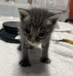 Shelter Stray Male Cat last seen Near Burnet Drive, Escondido, CA, 92027, Escondido, CA 92027