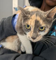 Shelter Stray Female Cat last seen Near Rancho Hills Drive, San Diego, CA, 92139, San Diego, CA 92110