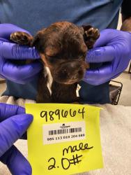 Shelter Stray Male Dog last seen Near Morena Boulevard, San Diego, CA, 92110, San Diego, CA 92110