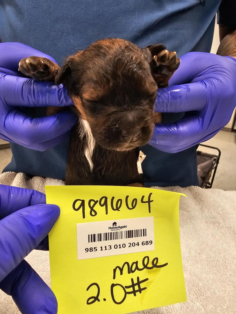 Shelter Stray Male Dog last seen Near Morena Boulevard, San Diego, CA, 92110, San Diego, CA 92110