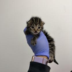 Shelter Stray Male Cat last seen Orange Ave/51st St, San Diego, CA, 92105, San Diego, CA 92110