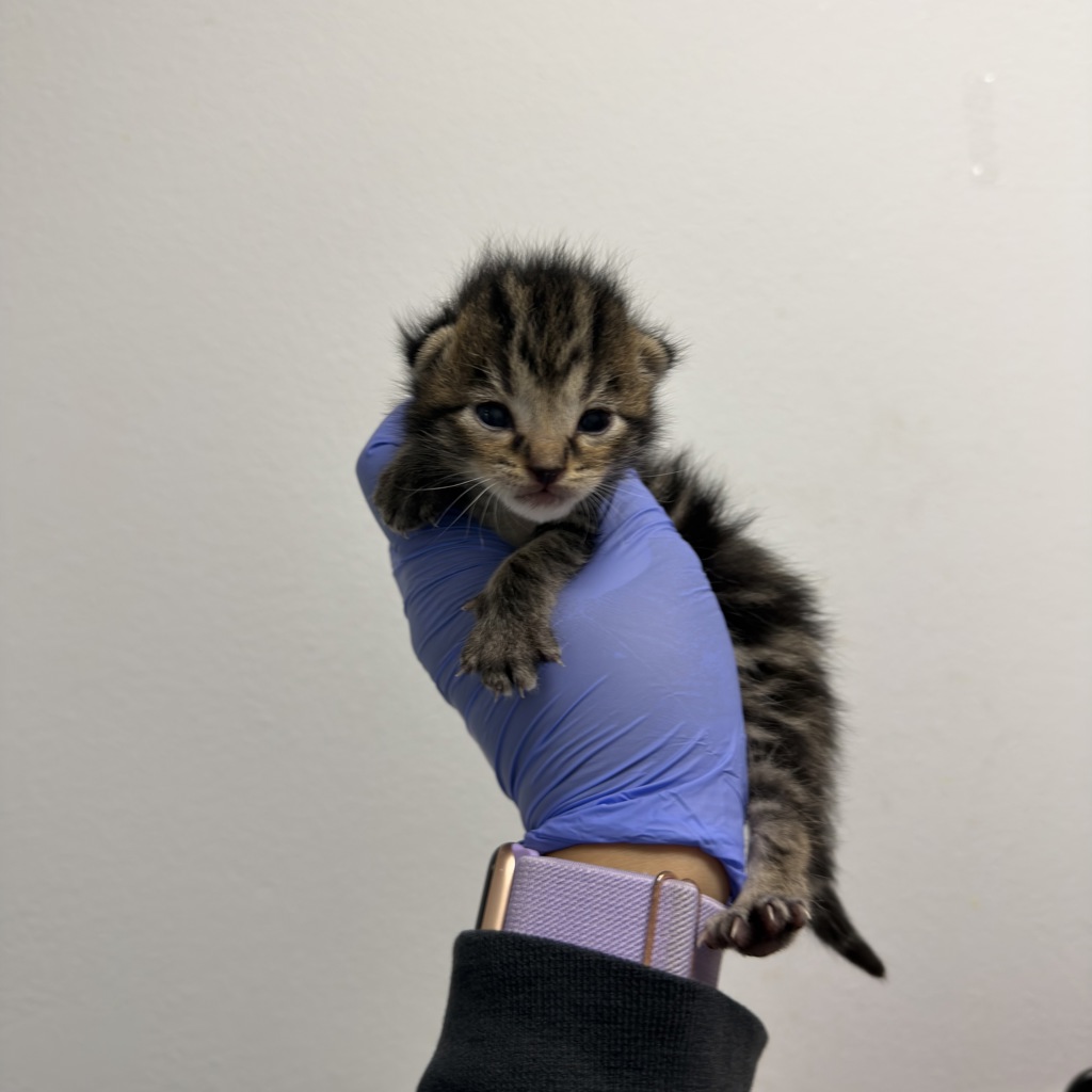 Shelter Stray Male Cat last seen Orange Ave/51st St, San Diego, CA, 92105, San Diego, CA 92110