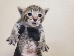 Shelter Stray Female Cat last seen Near Bonita Drive, Oceanside, CA, 92056, Oceanside, CA 92058