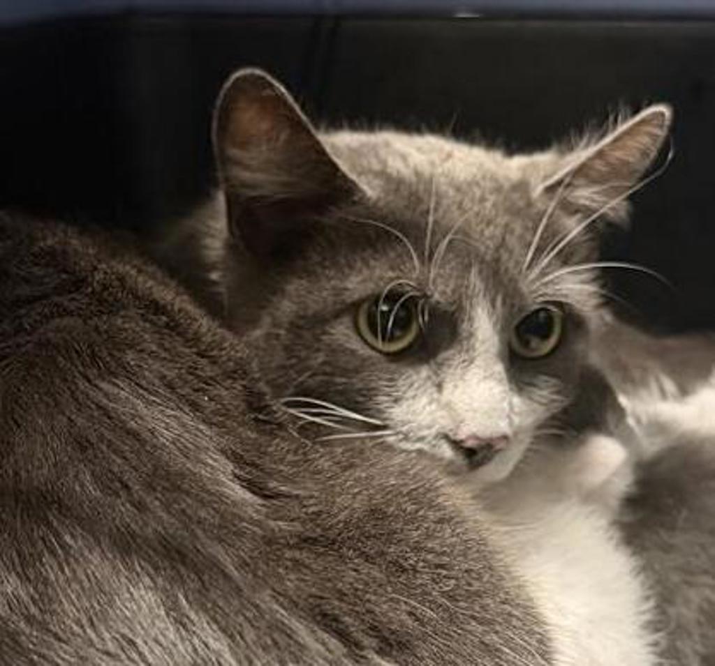 Shelter Stray Female Cat last seen Near Mountain View Drive, Escondido, CA, 92027, Escondido, CA 92027