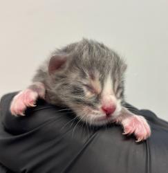 Shelter Stray Male Cat last seen Avenida De La Cruz Street, San Diego, CA, 92173, San Diego, CA 92110