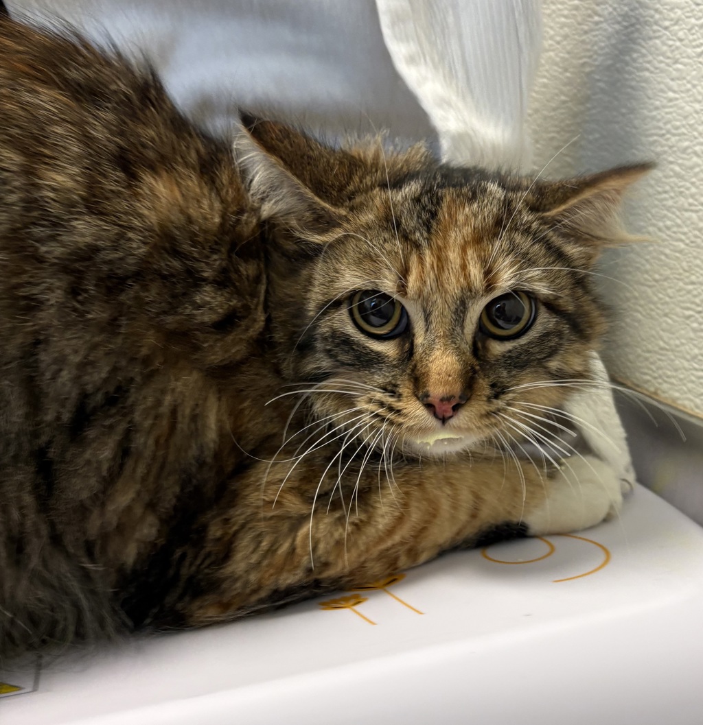 Shelter Stray Female Cat last seen Near Ashmore Lane, San Diego, CA, 92114, San Diego, CA 92110