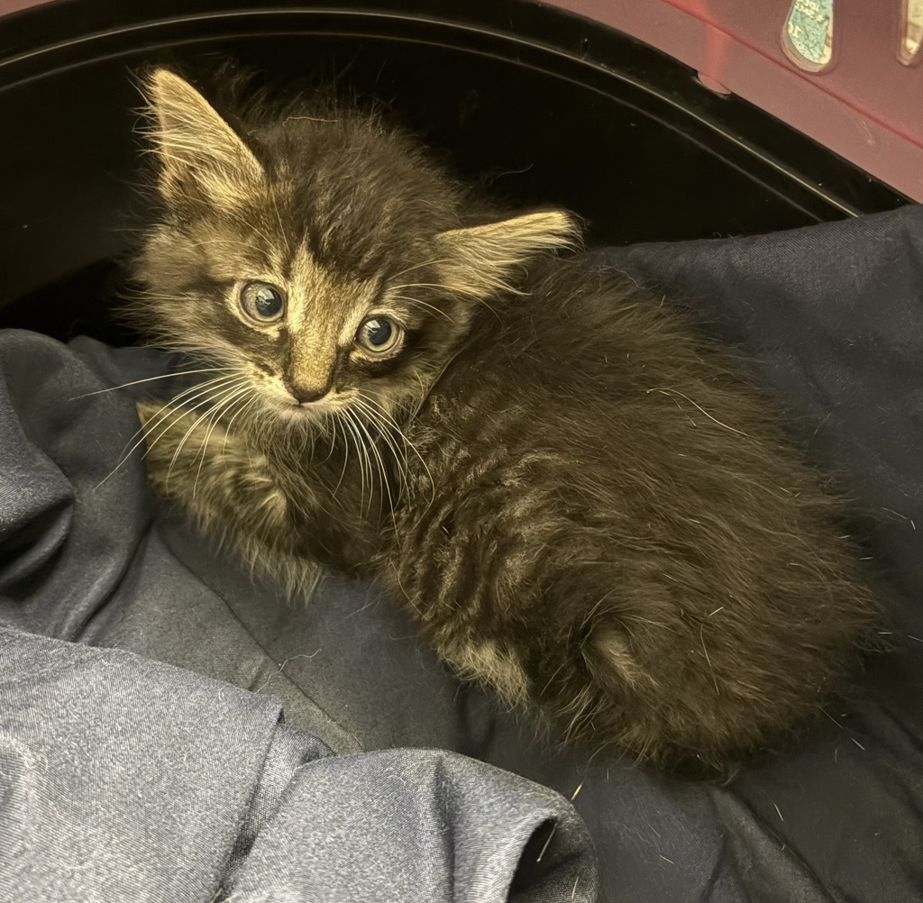 Shelter Stray Male Cat last seen Near Benjamin Holt Road, San Diego, CA, 92114, San Diego, CA 92110