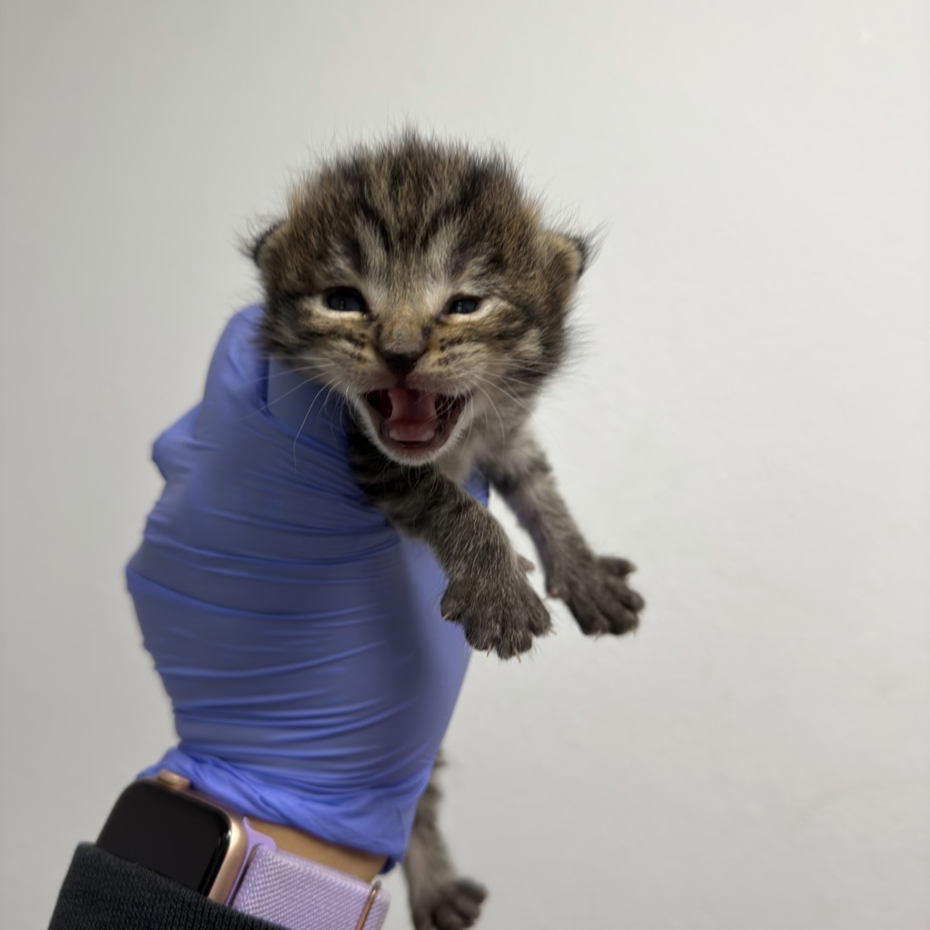 Shelter Stray Female Cat last seen Orange Ave/51st ST, San Diego, CA, 92105, San Diego, CA 92110