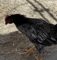 Shelter Stray Male Bird last seen Near Grand Avenue, Escondido, CA, 92025, Escondido, CA 92027
