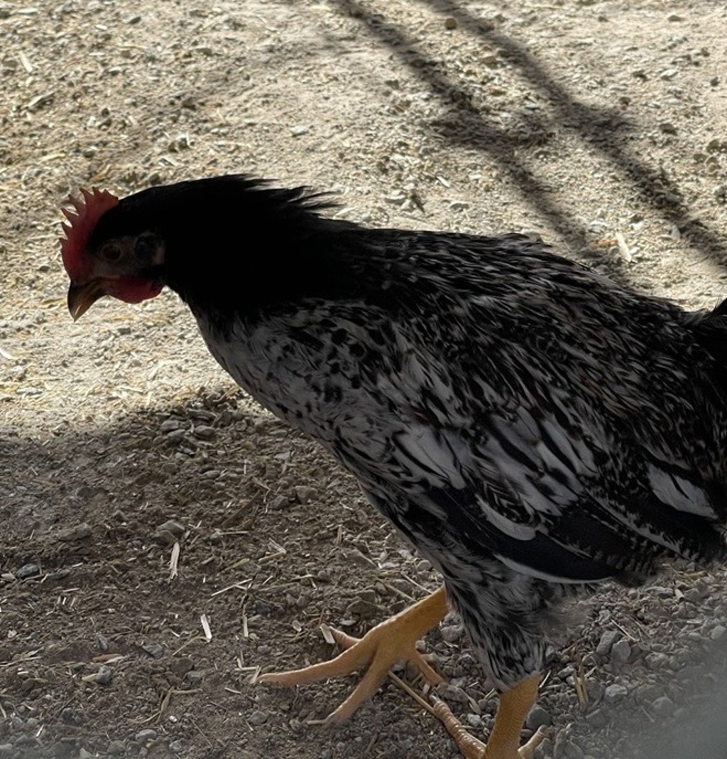 Shelter Stray Male Bird last seen Near Grand Avenue, Escondido, CA, 92025, Escondido, CA 92027