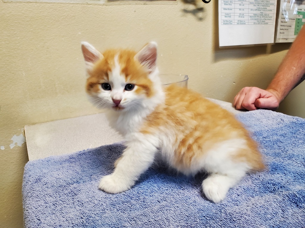 Shelter Stray Male Cat last seen Near Pluto Road, Vista, CA, 92083, Oceanside, CA 92058