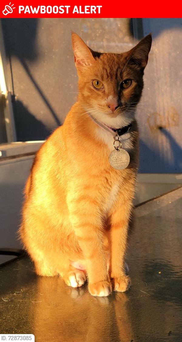Lost Male Cat last seen Dinghy Drive, Palm Beach Gardens, FL 33410