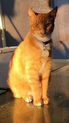 Lost Male Cat last seen Dinghy Drive, Palm Beach Gardens, FL 33410