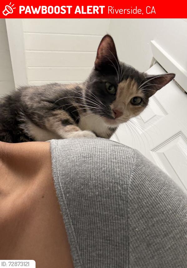Lost Female Cat last seen Across the street from Arcade Coffee, Riverside, CA 92507