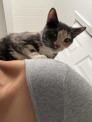 Lost Female Cat last seen Across the street from Arcade Coffee, Riverside, CA 92507