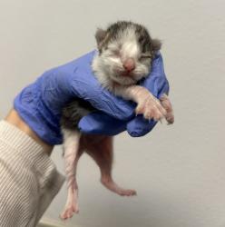 Shelter Stray Female Cat last seen San Yisidro Boulevard, San Diego, CA, 92173, San Diego, CA 92110