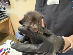 Shelter Stray Male Cat last seen Bennet Road, Oceanside, CA, 92054, Oceanside, CA 92058