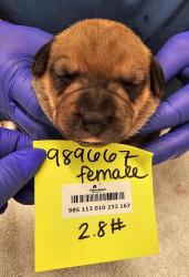 Shelter Stray Female Dog last seen Near Morena Boulevard, San Diego, CA, 92110, San Diego, CA 92110