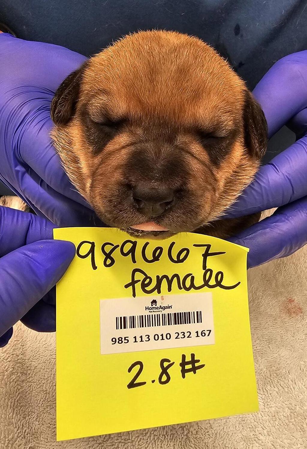 Shelter Stray Female Dog last seen Near Morena Boulevard, San Diego, CA, 92110, San Diego, CA 92110