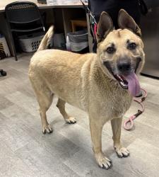 Shelter Stray Male Dog last seen Near Juan Street, San Diego, CA, 92110, San Diego, CA 92110