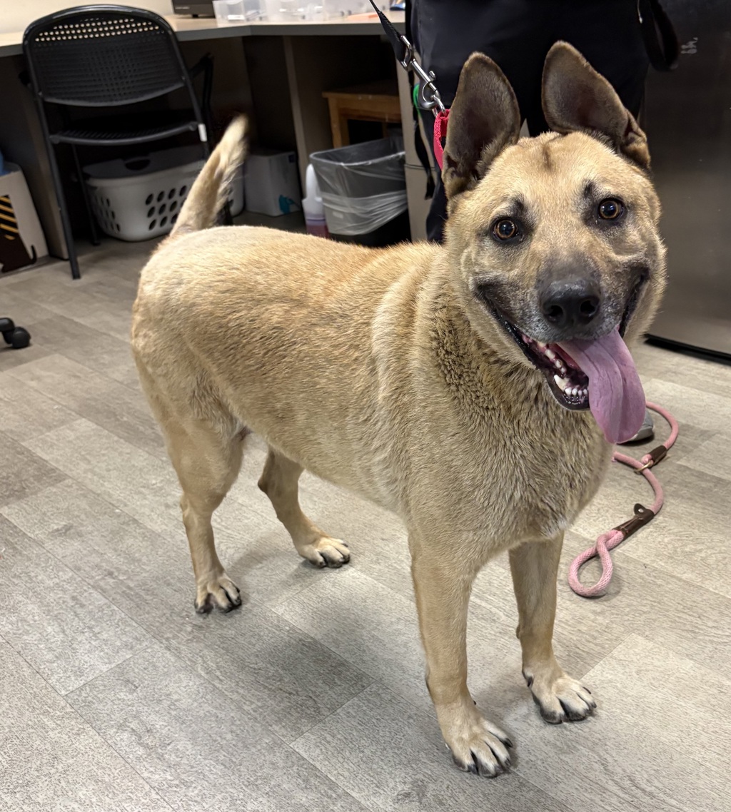 Shelter Stray Male Dog last seen Near Juan Street, San Diego, CA, 92110, San Diego, CA 92110