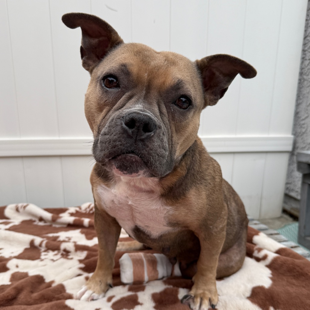 Shelter Stray Female Dog last seen , Los Angeles, CA 90018