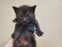 Shelter Stray Female Cat last seen Near Lemon Avenue, Vista, CA, 92084, Oceanside, CA 92058