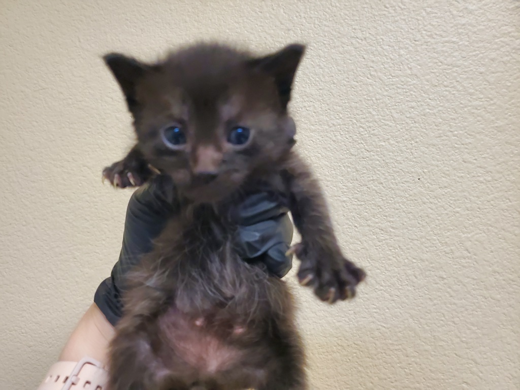 Shelter Stray Female Cat last seen Near Lemon Avenue, Vista, CA, 92084, Oceanside, CA 92058
