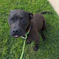 Shelter Stray Female Dog last seen , Greenville, SC 29609