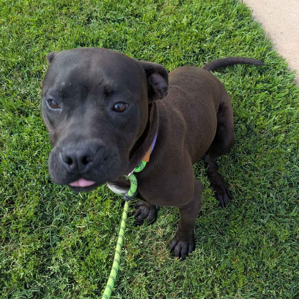 Shelter Stray Female Dog last seen , Greenville, SC 29609