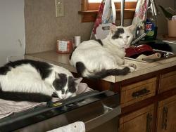 Lost Female Cat last seen Woodland annex , Watertown, TN 37184