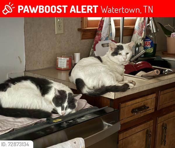 Lost Female Cat last seen Woodland annex, Watertown, TN 37184