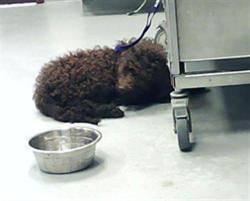Shelter Stray Female Dog last seen Near BLOCK LAKE TRAIL DR, FAYETTEVILLE NC 28304, Fayetteville, NC 28306