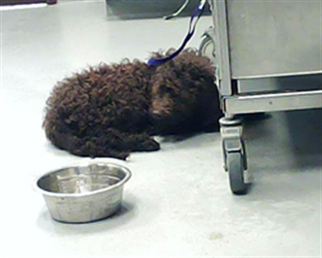Shelter Stray Female Dog last seen Near BLOCK LAKE TRAIL DR, FAYETTEVILLE NC 28304, Fayetteville, NC 28306