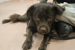 Shelter Stray Male Dog last seen Near BLOCK WOODCROSS DR, Columbia, SC 29209